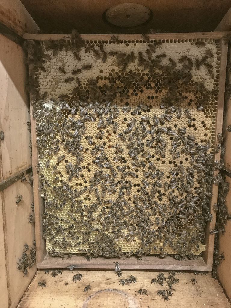 Kehrsatzer Biene, Honig, Kerzen, Seifen