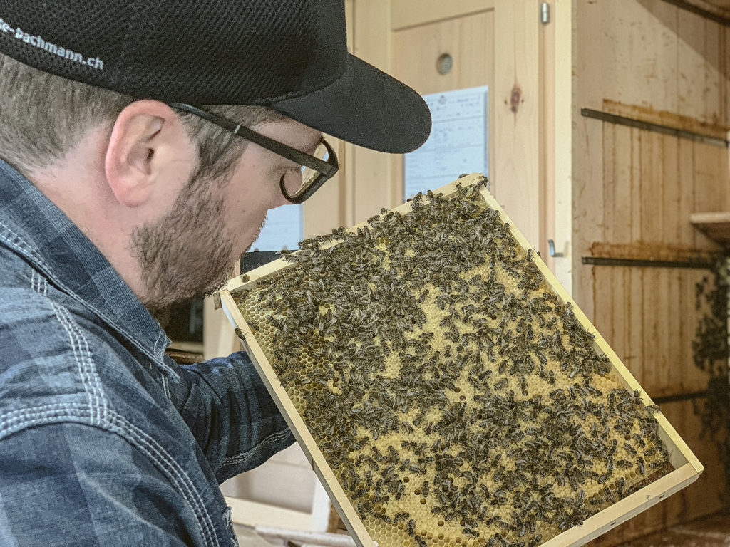 Kehrsatzer Biene Nils bei der Arbeit